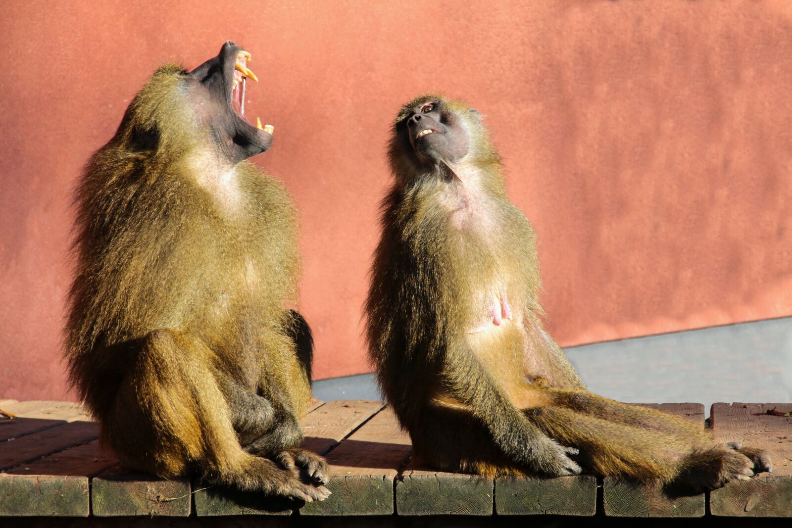 Canon EOS 70D sample photo. Animal world, monkey, baboon photography