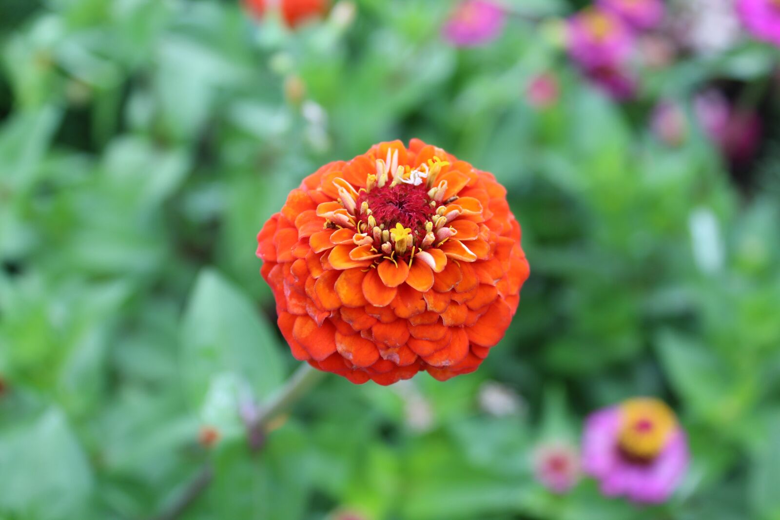 Canon EOS 1300D (EOS Rebel T6 / EOS Kiss X80) sample photo. Flora, floral, flower photography
