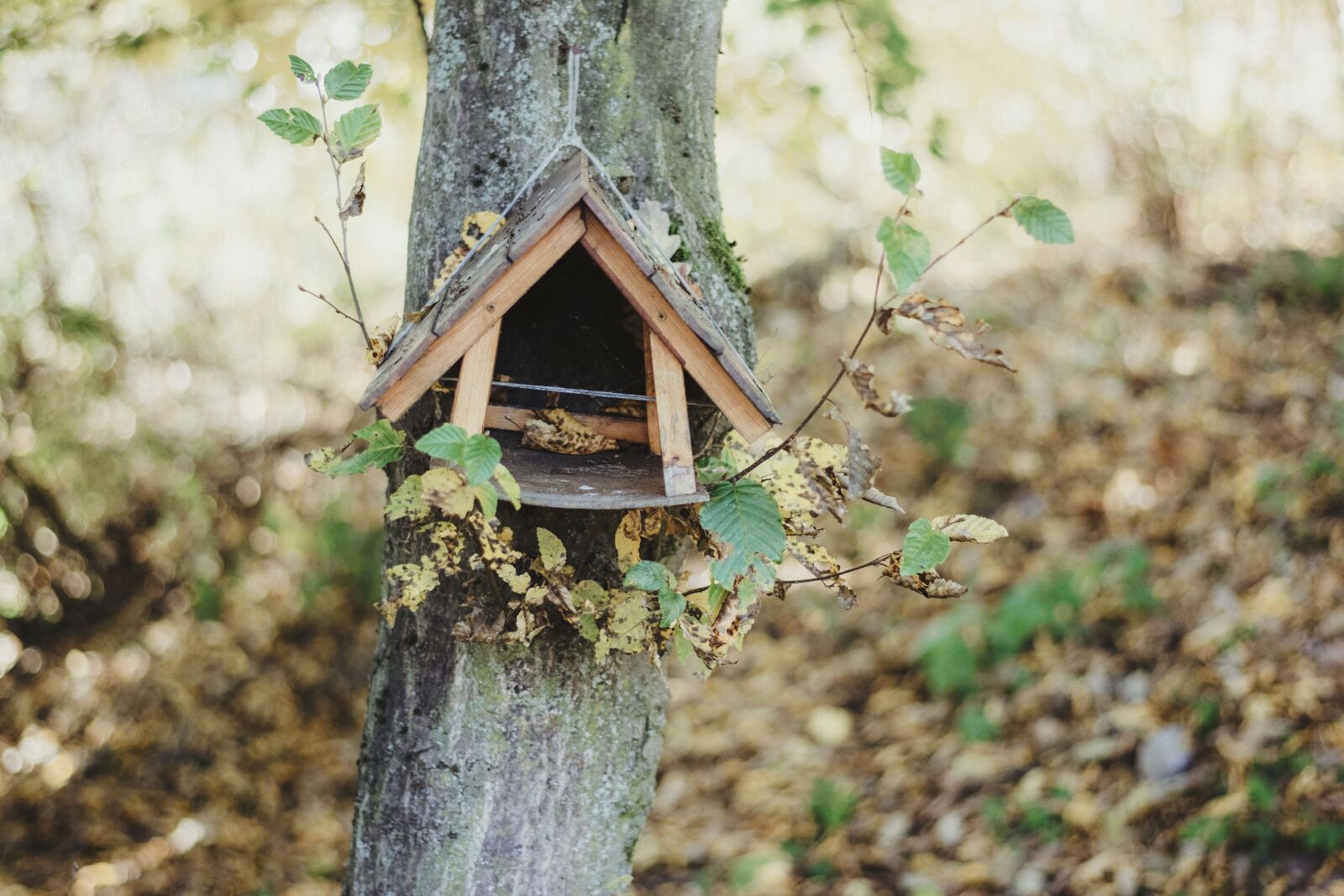 Nikon D5200 sample photo. Bird hut, bird, wooden photography