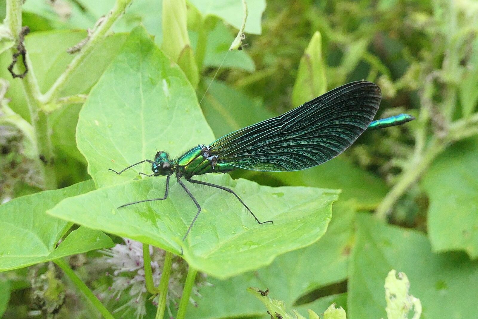 Panasonic DC-TZ200 sample photo. Demoiselle, damselfly, dragonfly photography