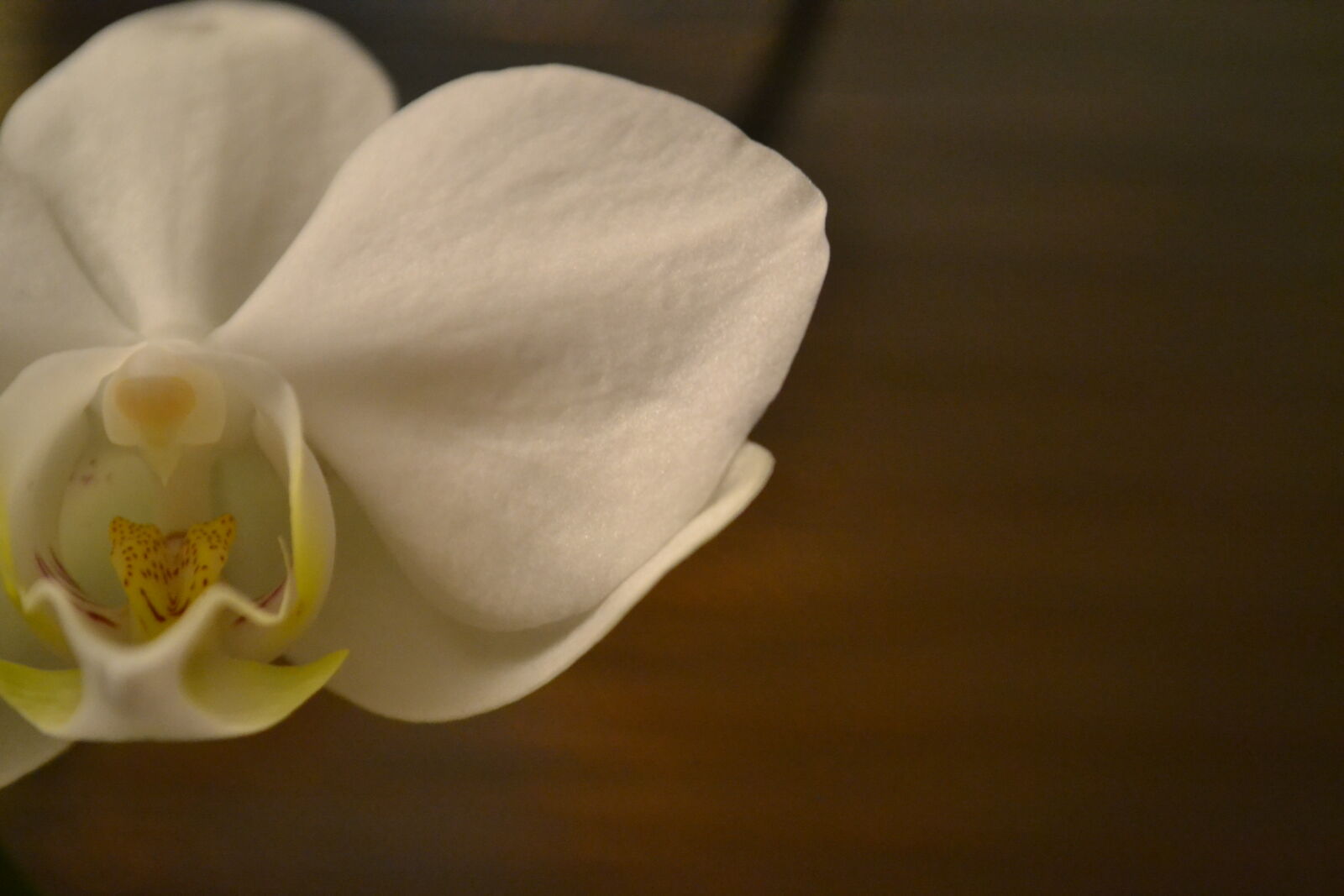 Nikon D3100 sample photo. Handmade, mevrouw, s, mylifewiths photography
