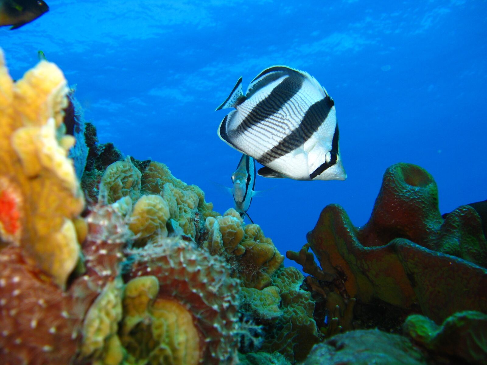 Canon POWERSHOT A720 IS sample photo. Underwater, marine, fish photography