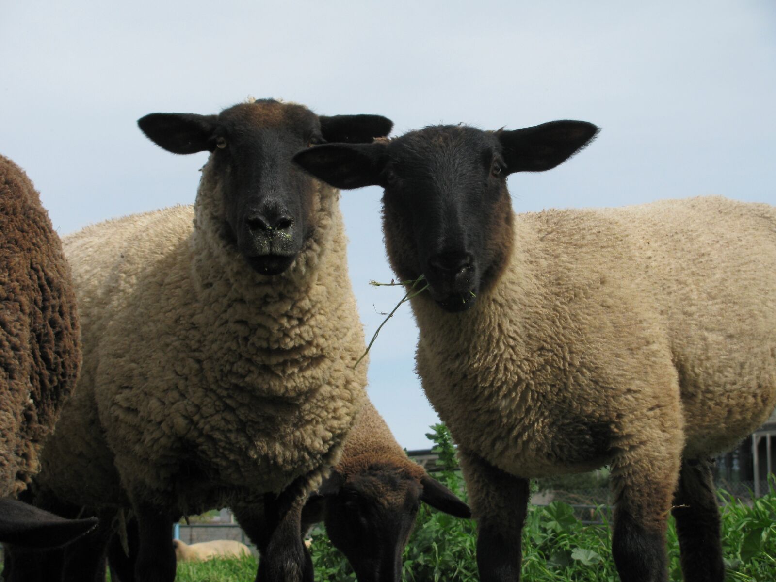 Canon PowerShot SX110 IS sample photo. Sheep, grazing, wool photography