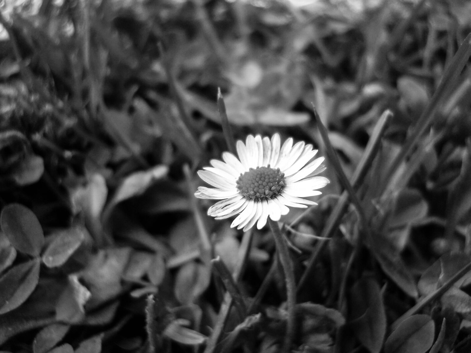 Nikon Coolpix L22 sample photo. Black, and, white, flowers photography