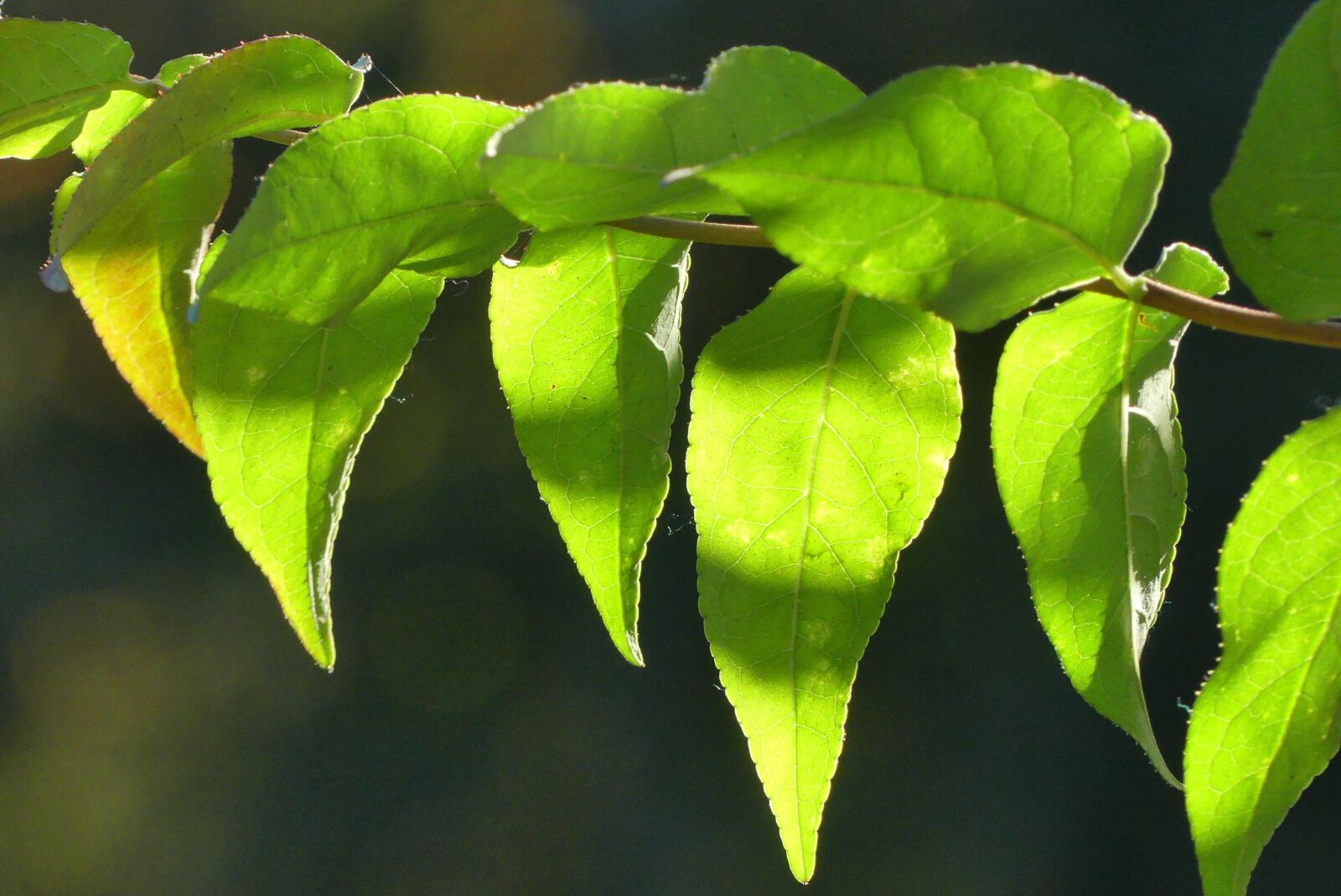 Panasonic Lumix DMC-FZ300 sample photo. Foliage, closeup, tree photography