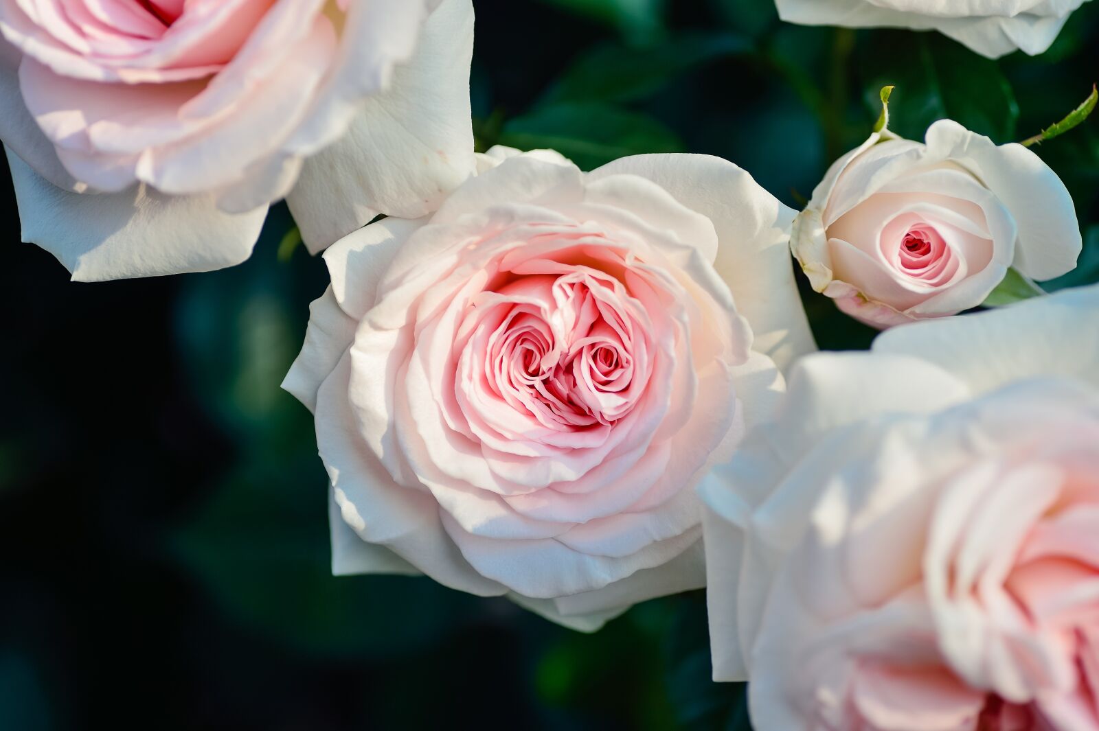 Nikon Df sample photo. Natural, plant, flowers photography