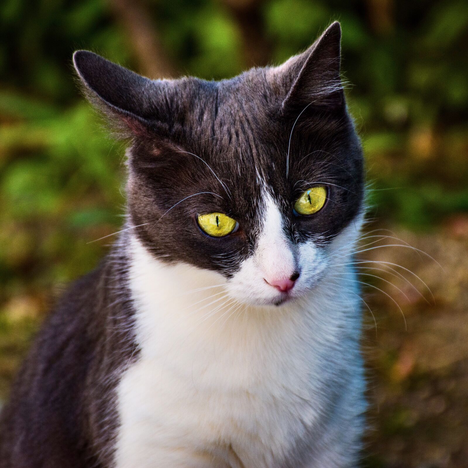 Nikon D5600 sample photo. Cat, kitty, kitten photography