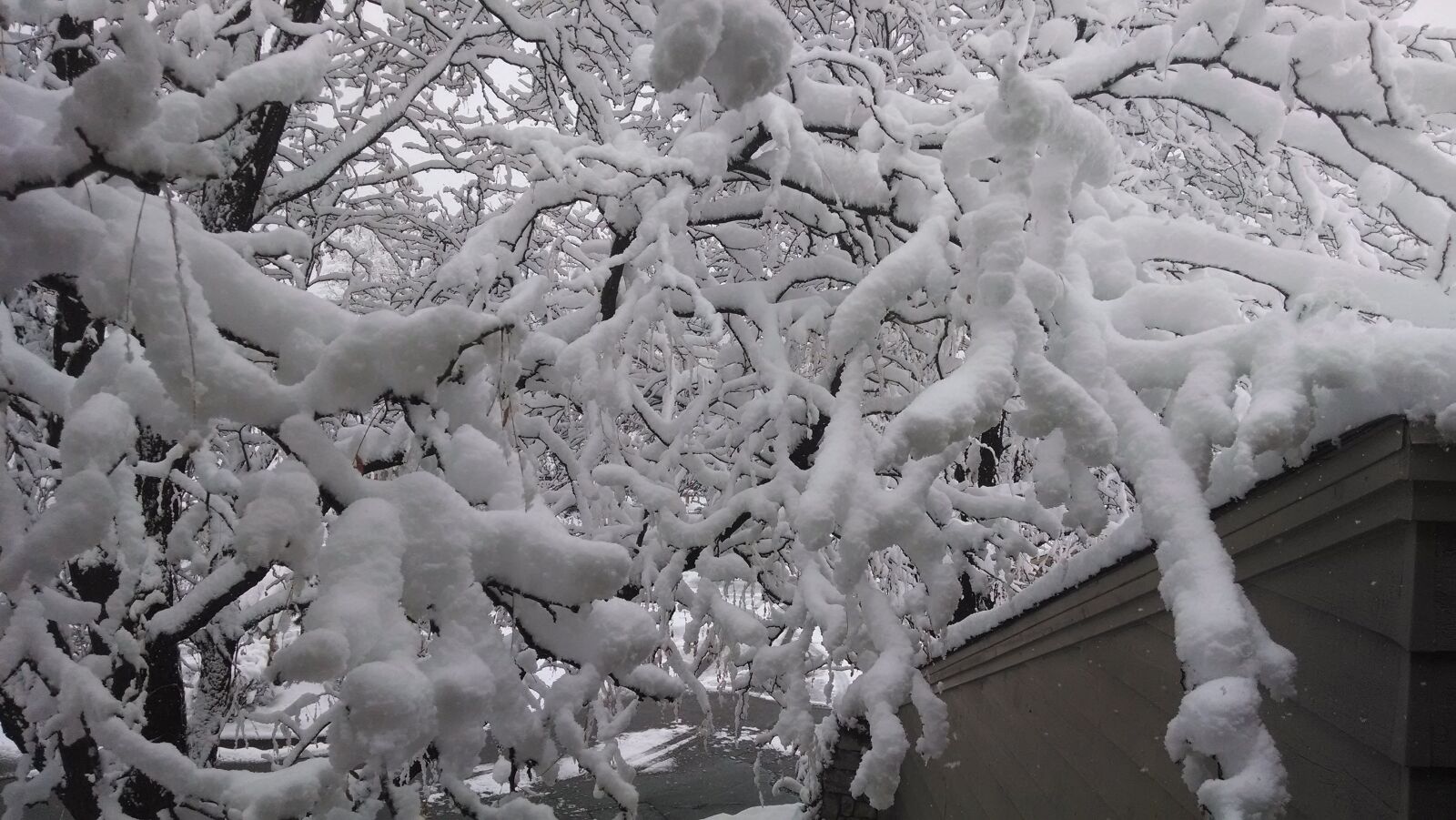 Motorola XT1080 sample photo. Snow, tree, winter photography