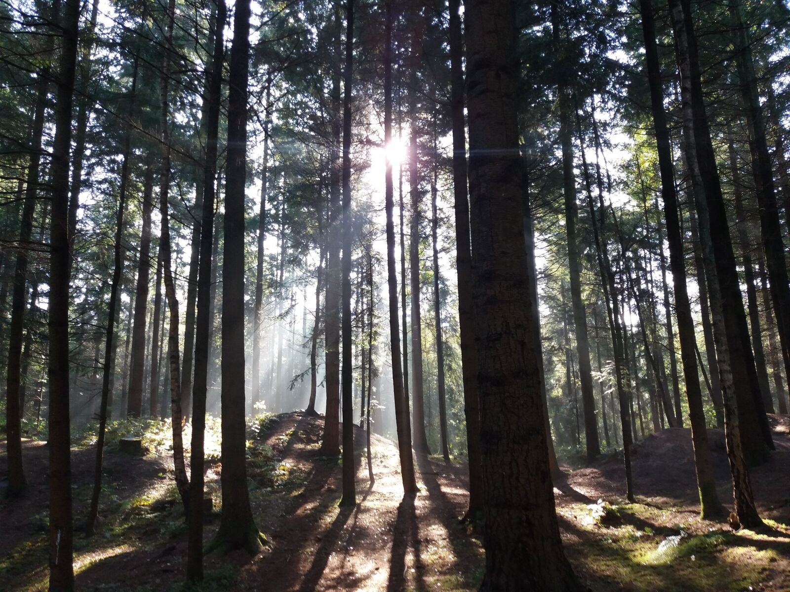 Samsung Galaxy J5 sample photo. Wood, light, sun photography