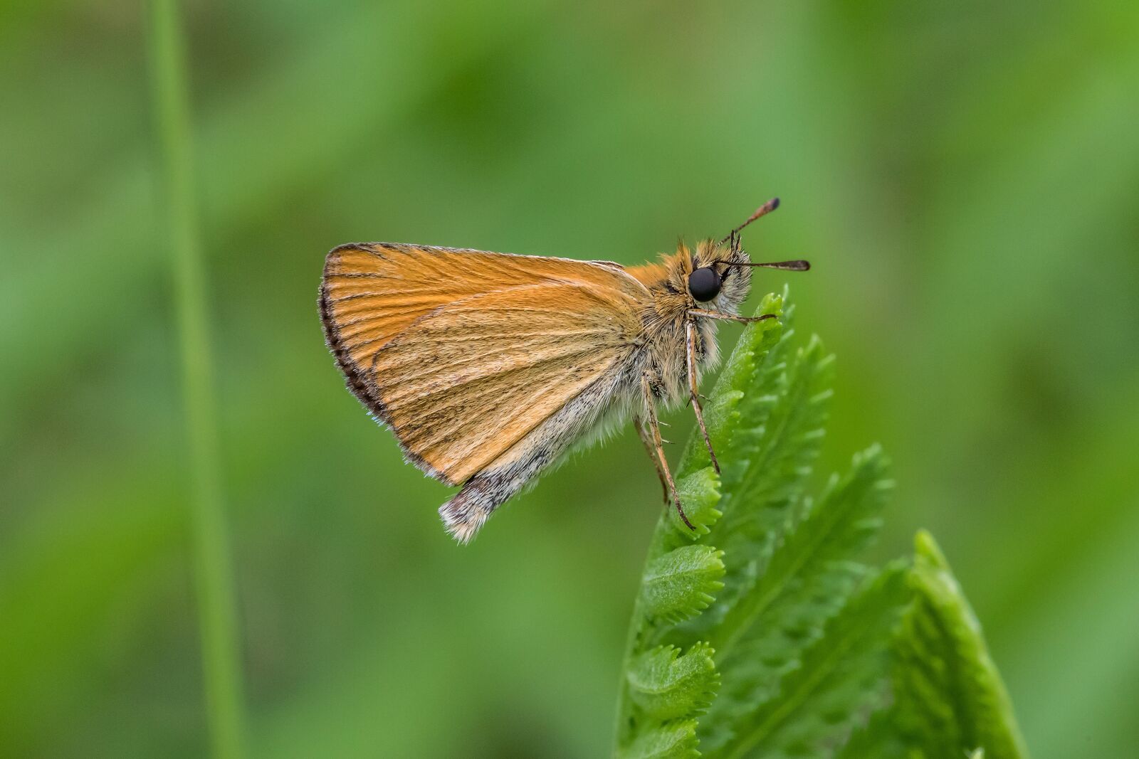 Canon EOS 5D Mark IV + Canon EF 100mm F2.8L Macro IS USM sample photo. Skipper, meadow, butterfly photography