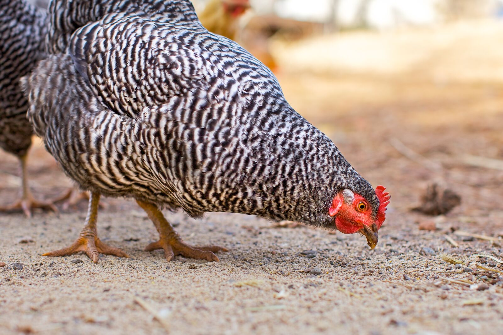 Canon EOS 5D Mark II sample photo. Chicken, chicken yard, peck photography