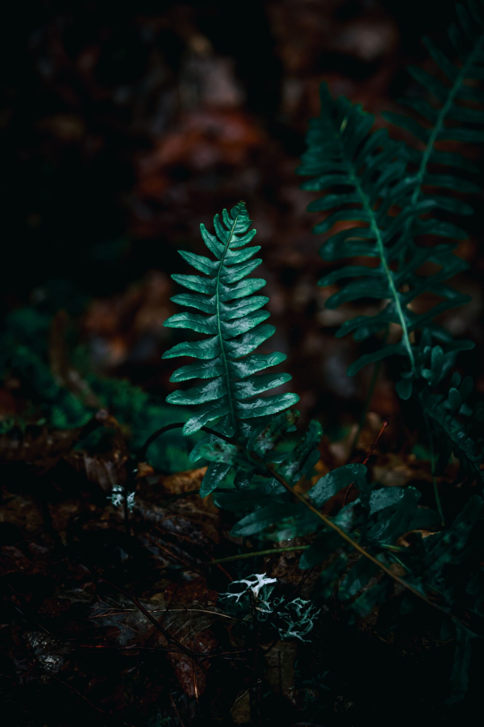 Canon EF-S 55-250mm F4-5.6 IS STM sample photo. Nature, plants, green photography