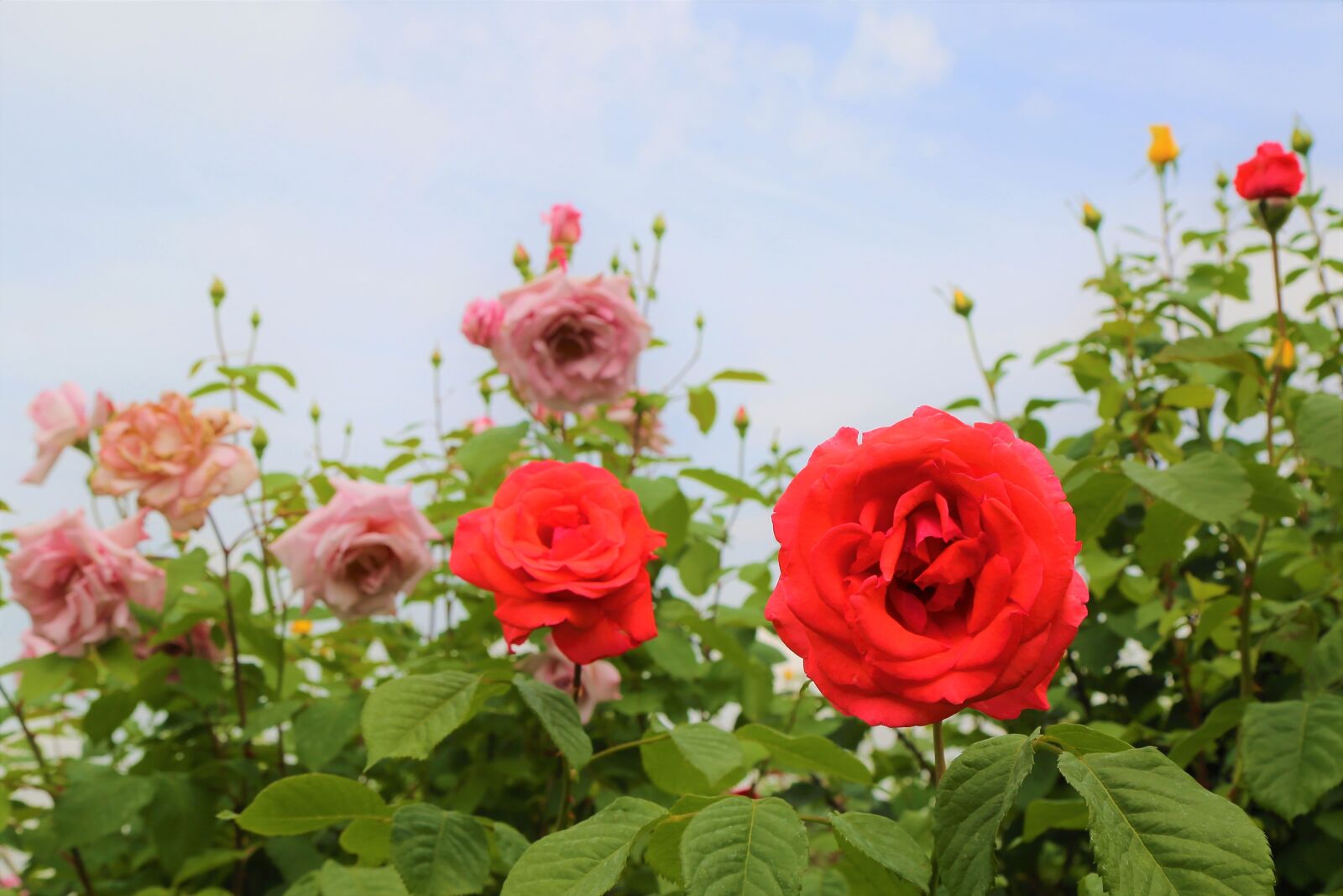 Canon EOS 5D Mark III sample photo. Rose, nature, love photography