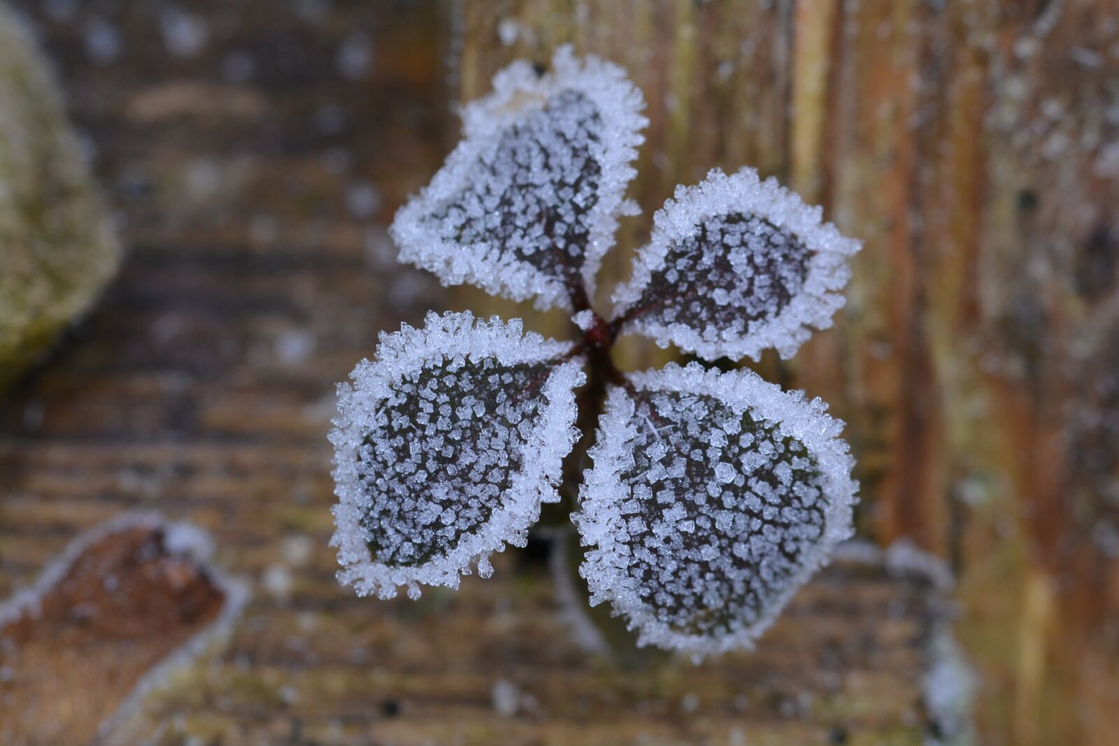Nikon D5200 sample photo. Ripe, frost, winter photography
