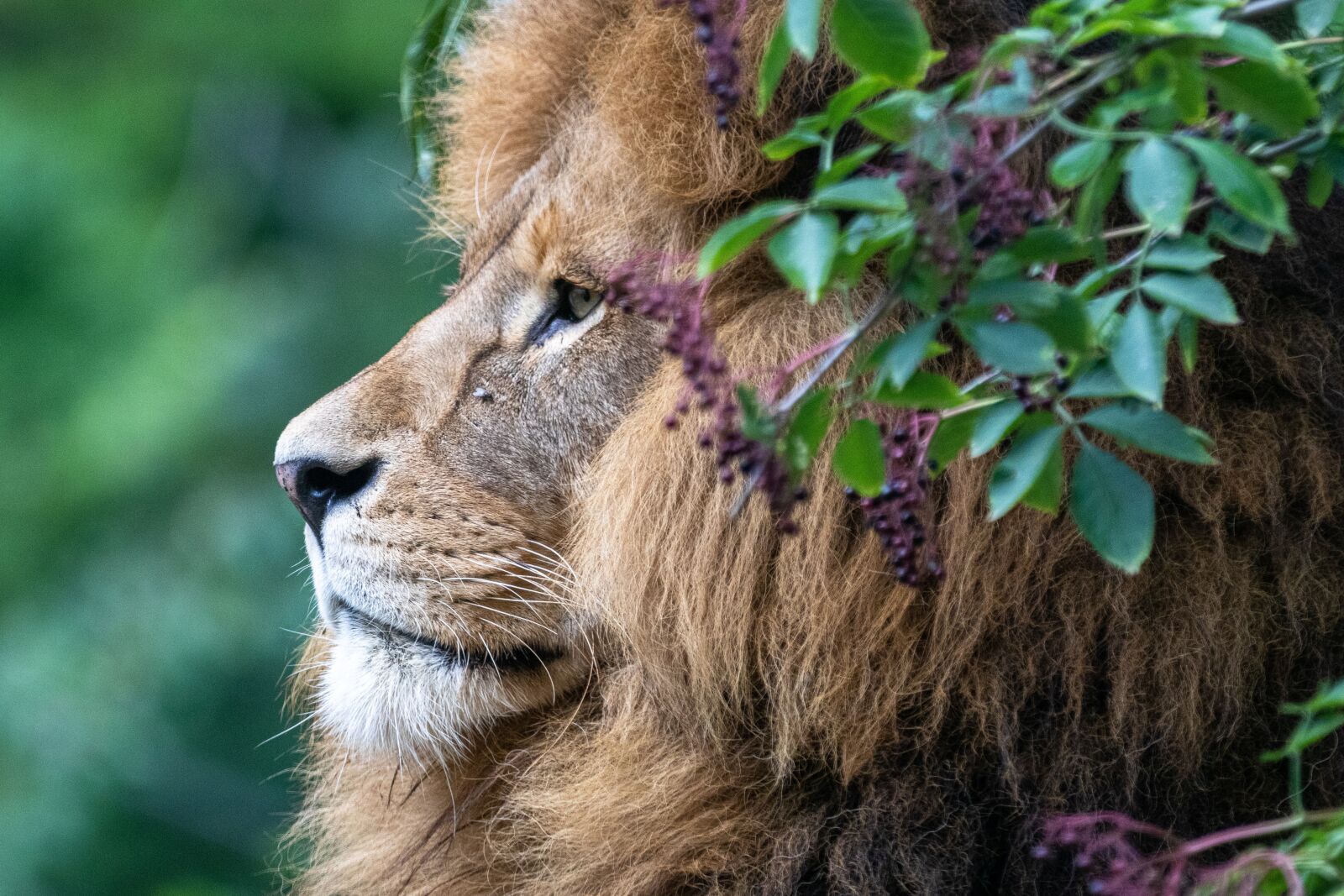 Canon EF 70-200mm F2.8L IS II USM sample photo. Lion, predator, africa photography