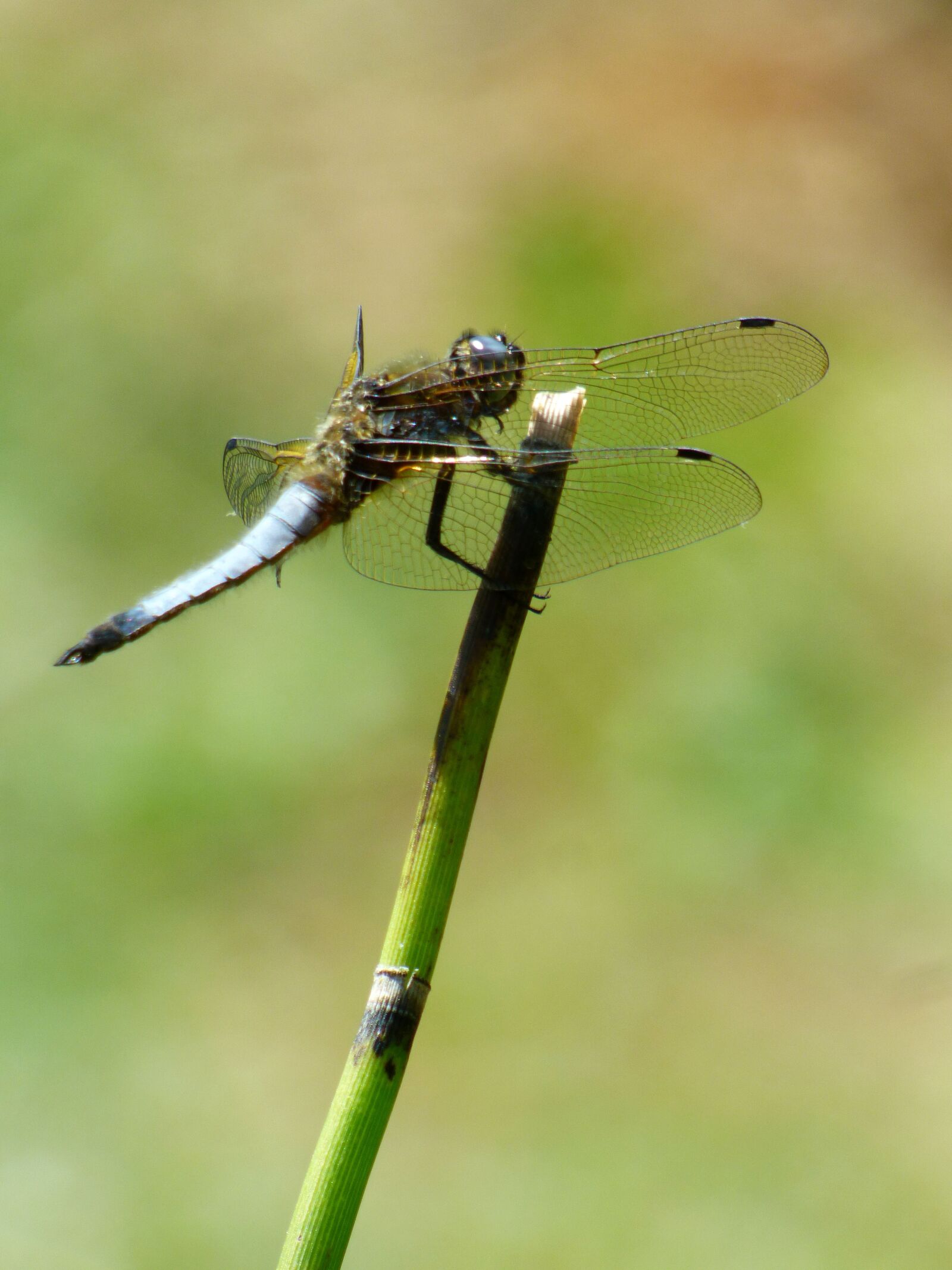 Panasonic DMC-FZ72 sample photo. Demoiselle, dragonfly, insects photography