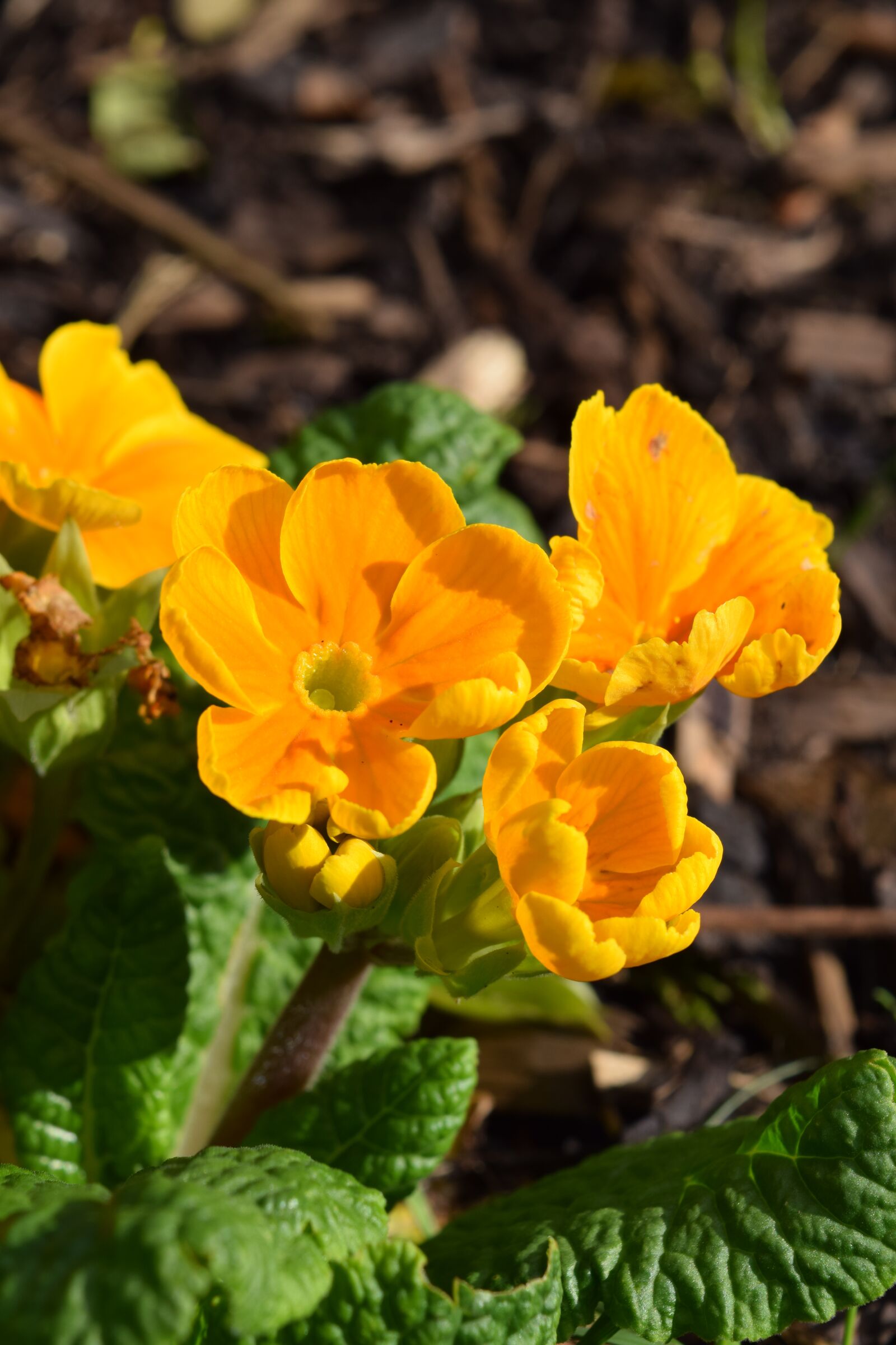 Nikon D5300 sample photo. Yellow pansy, flower, spring photography