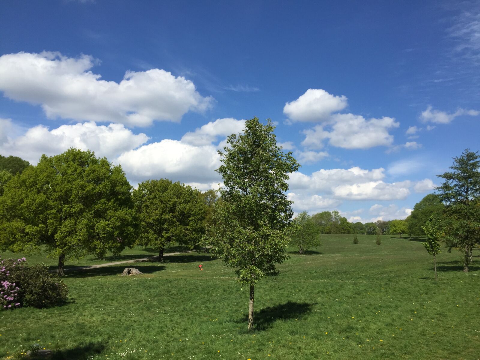 iPhone 6 back camera 4.15mm f/2.2 sample photo. Graves park, sheffield, may 2020 photography