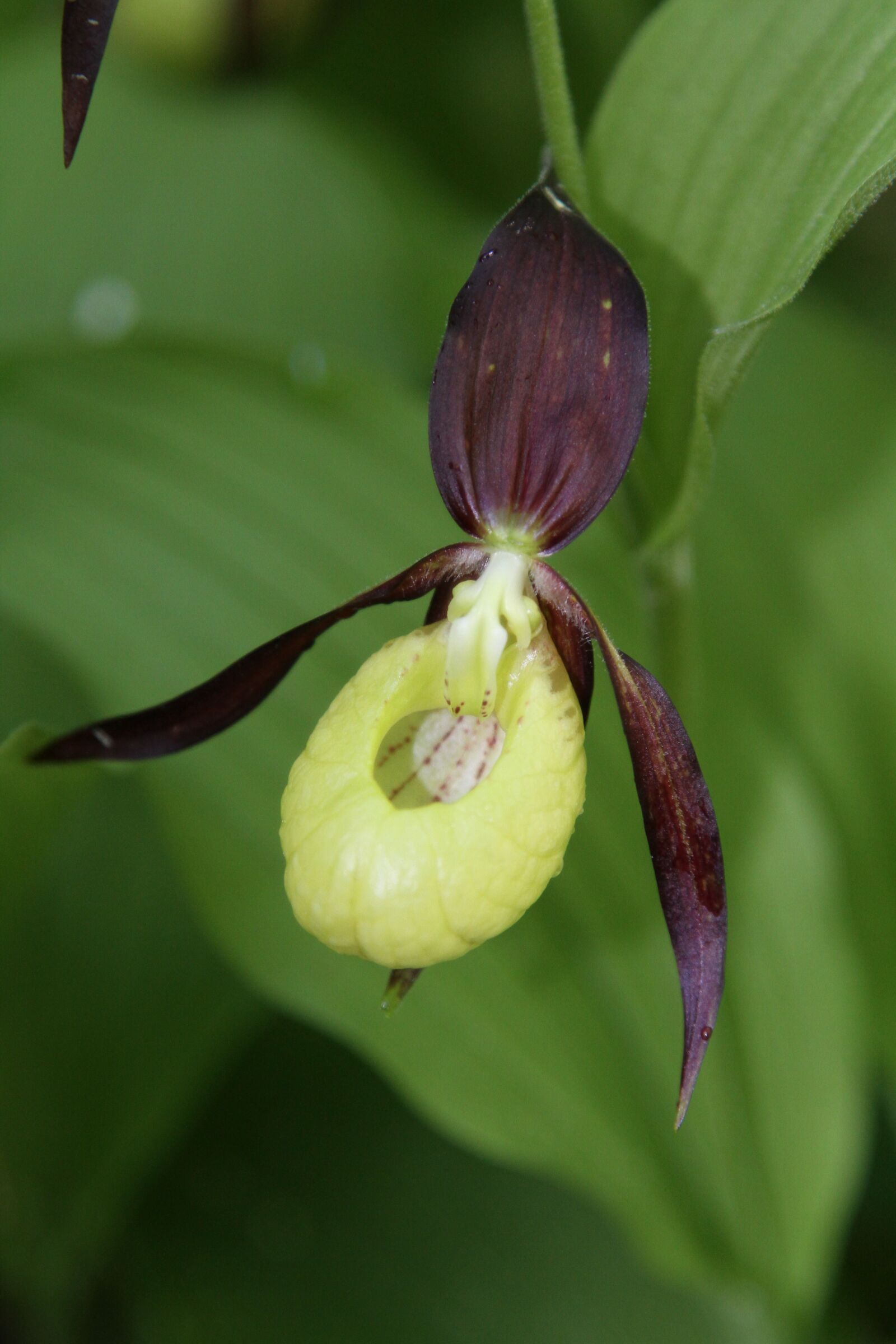 Canon EOS 7D sample photo. Flowers, marisko, orchid photography