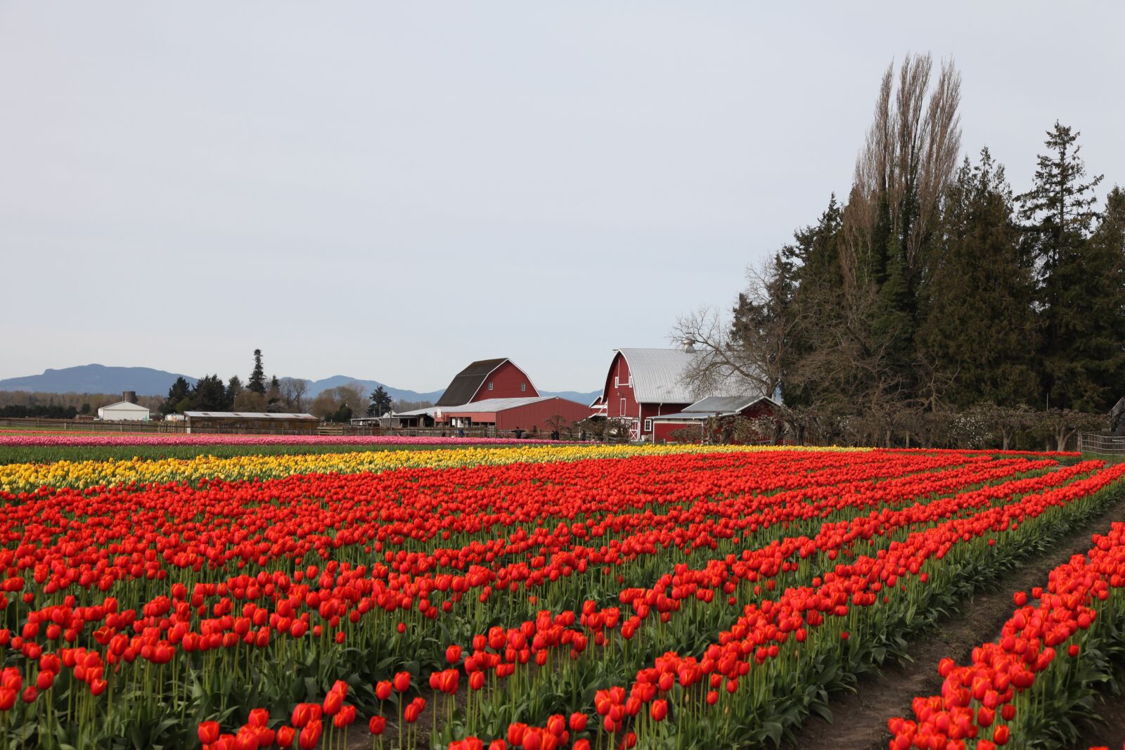 Canon EOS 5D Mark II sample photo. Tulips, flower, farm photography