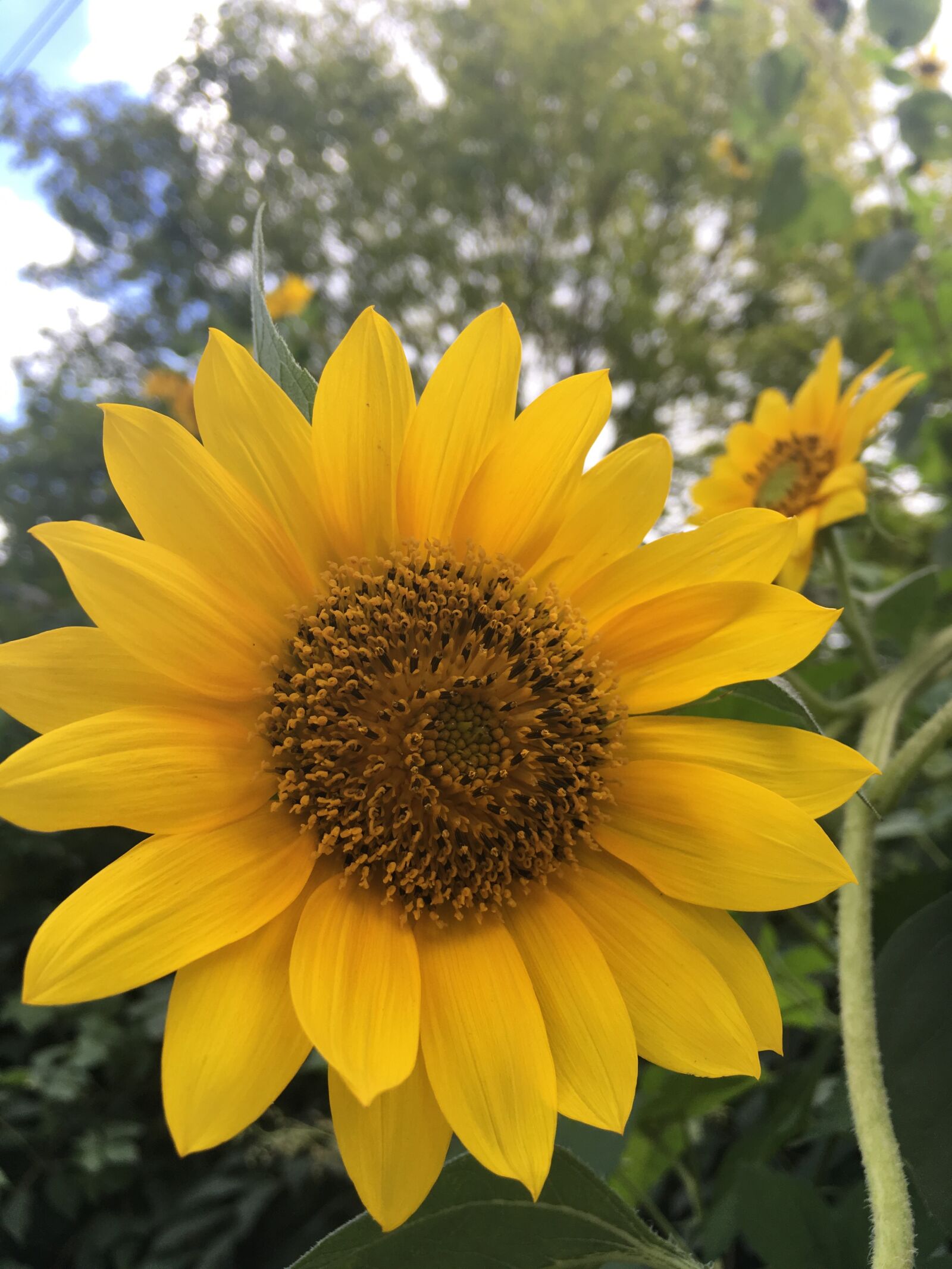 Apple iPhone 6s sample photo. Landscape, plant, sunflower photography