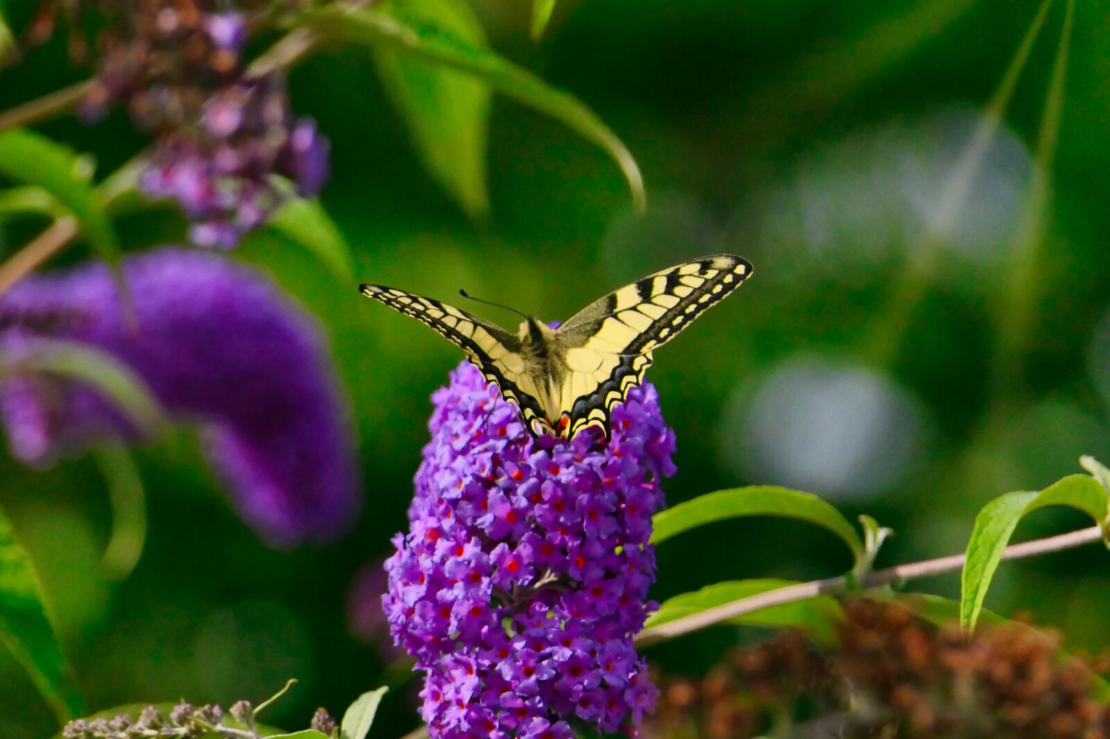 Panasonic Lumix DMC-FZ2500 (Lumix DMC-FZ2000) sample photo. Dovetail, butterfly, insect photography