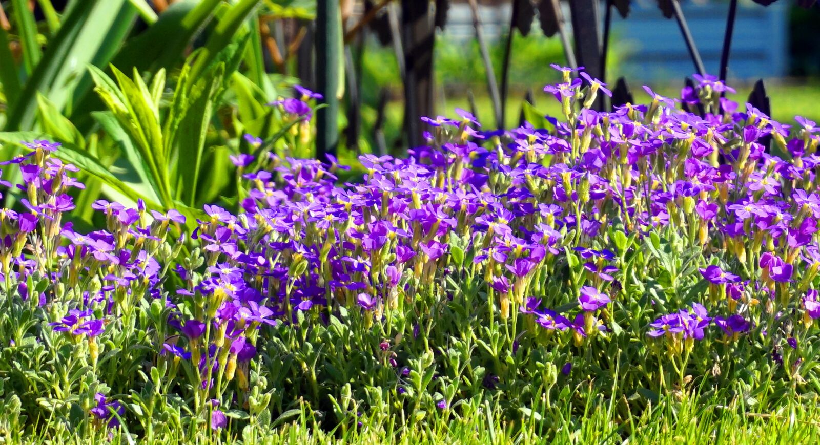 Sony Alpha a5000 (ILCE 5000) sample photo. Flower, nature, plant photography