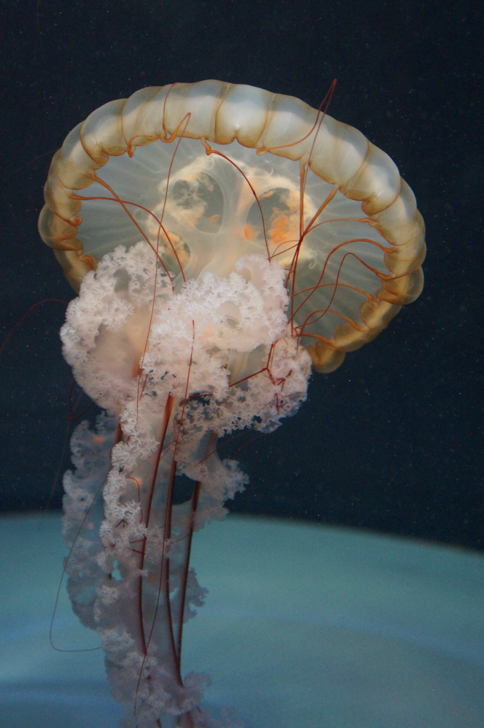 Sony SLT-A58 sample photo. Jellyfish, mollusk, fluorescent photography