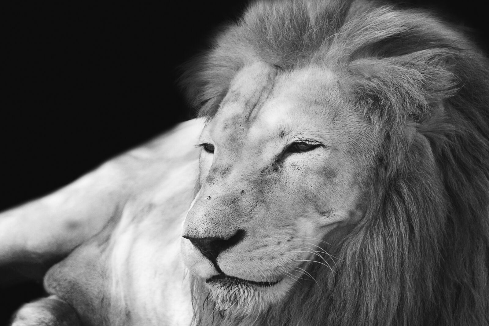 Sony a6400 sample photo. Lion, mane, mammal photography