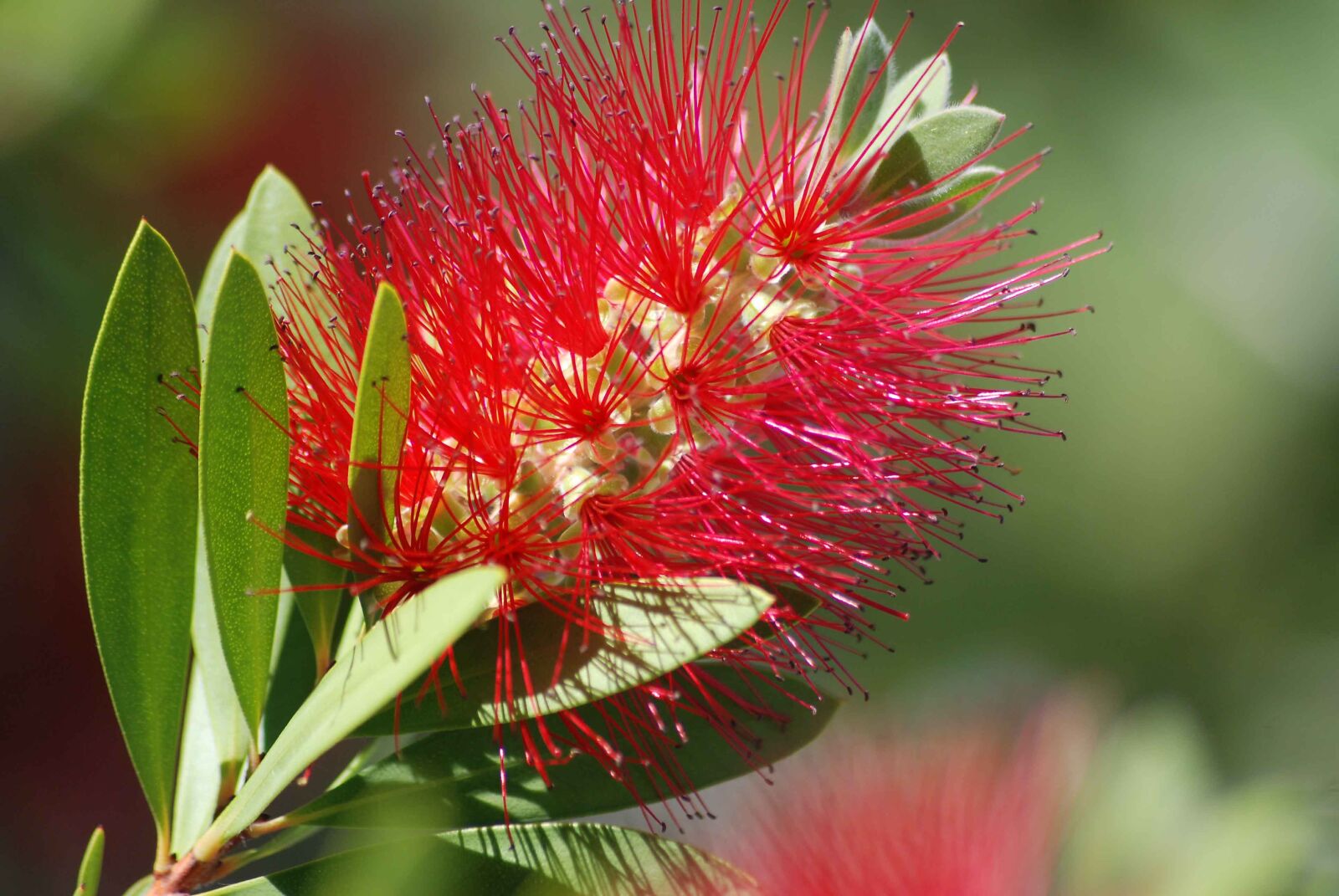 Nikon D80 sample photo. Nature, flora, flower photography