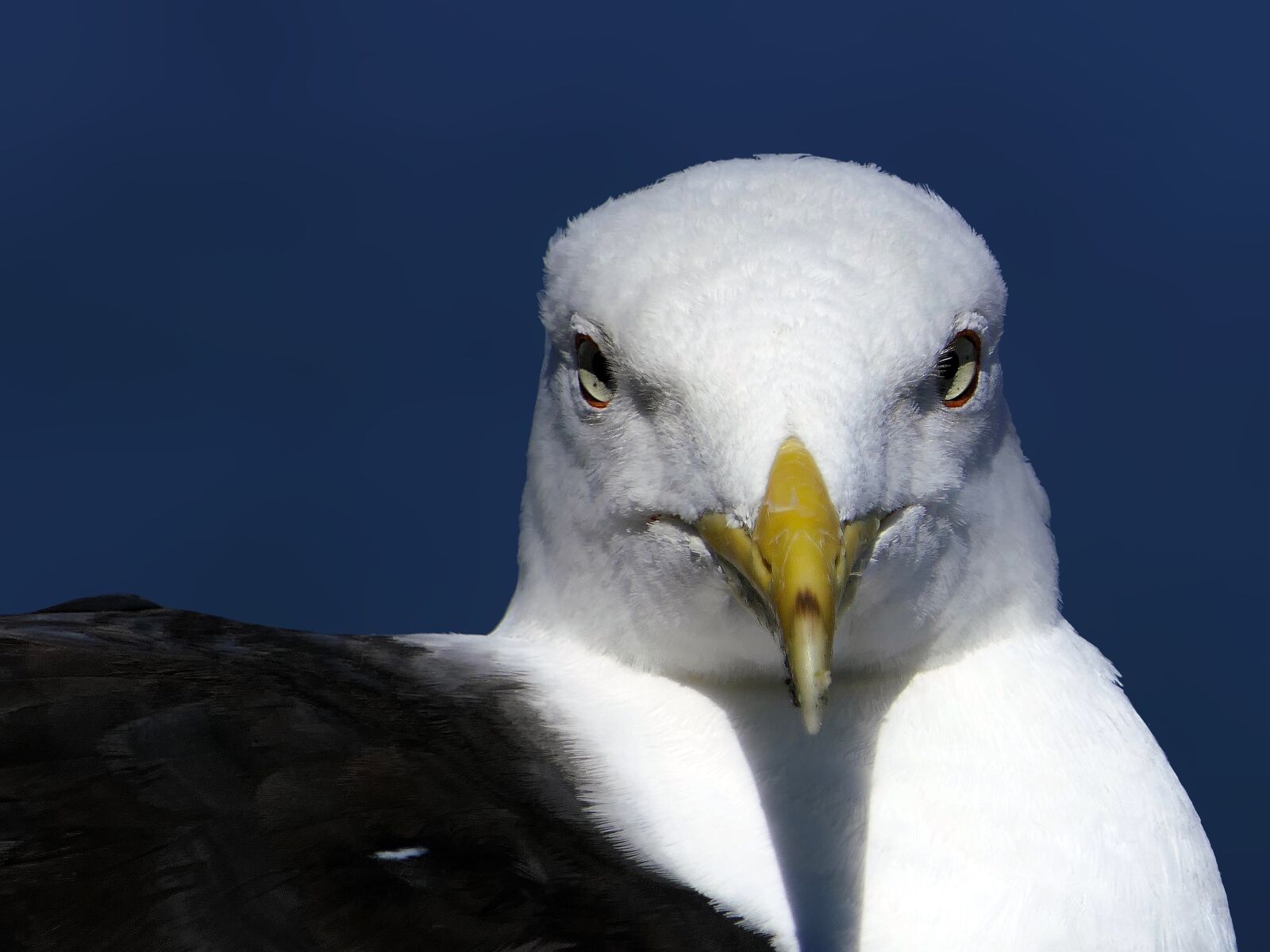 Panasonic Lumix DMC-FZ2500 (Lumix DMC-FZ2000) sample photo. Gull, head, face photography