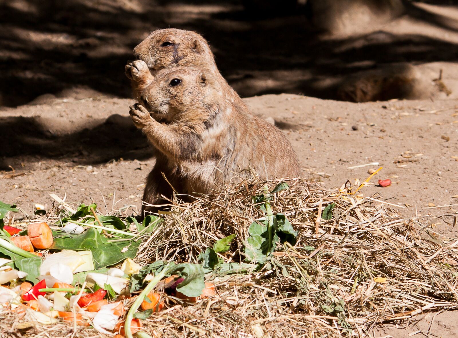 Canon EOS 50D sample photo. Prairie dog, prairie dogs photography