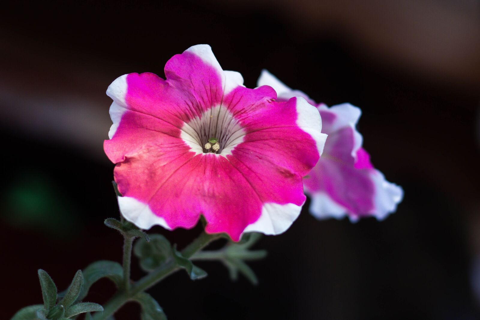 Canon EOS 750D (EOS Rebel T6i / EOS Kiss X8i) + Canon EF 50mm F1.8 STM sample photo. Flowers, petunias, plant photography