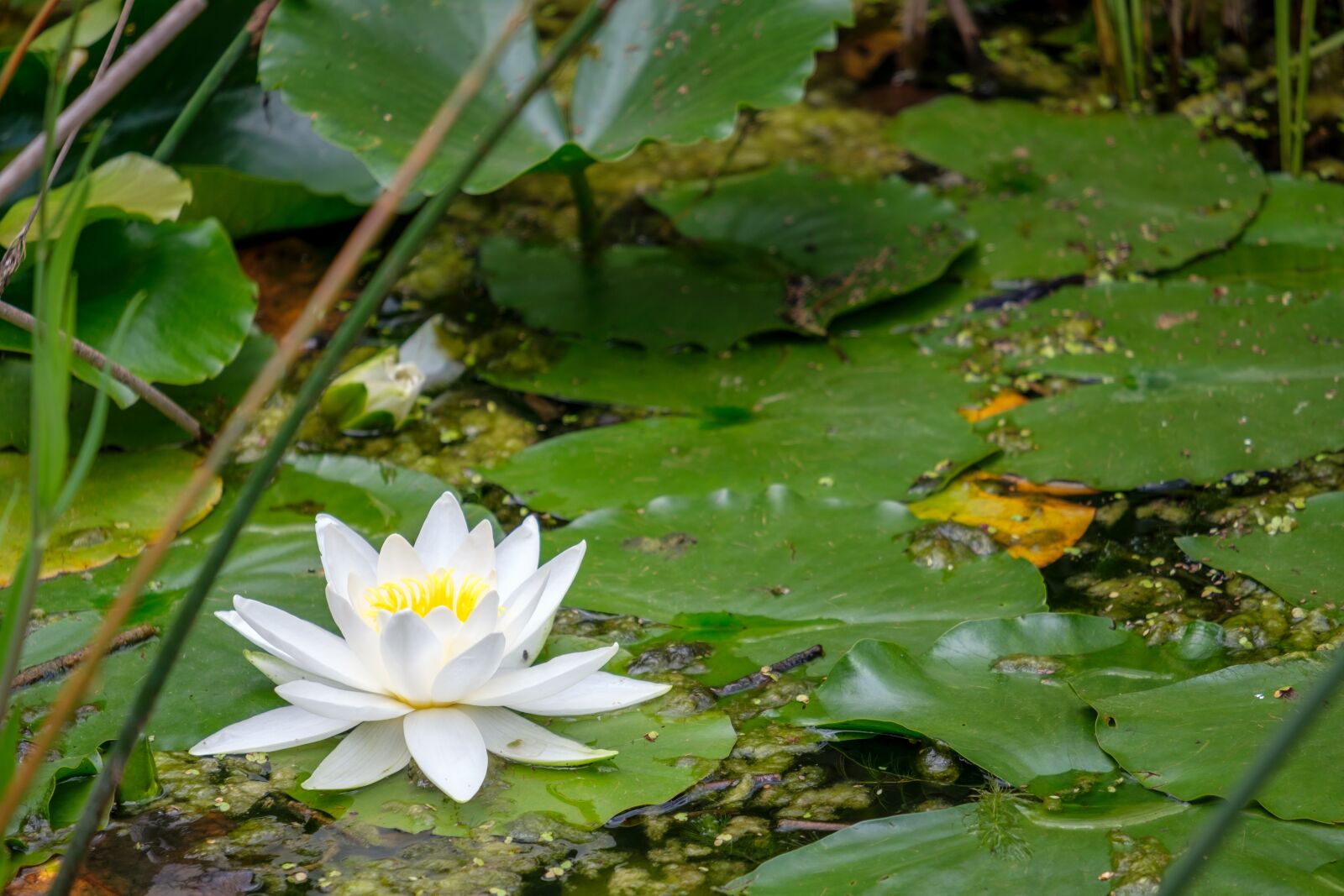 Fujifilm X-T2 + Fujifilm XF 55-200mm F3.5-4.8 R LM OIS sample photo. Water lily, nuphar lutea photography