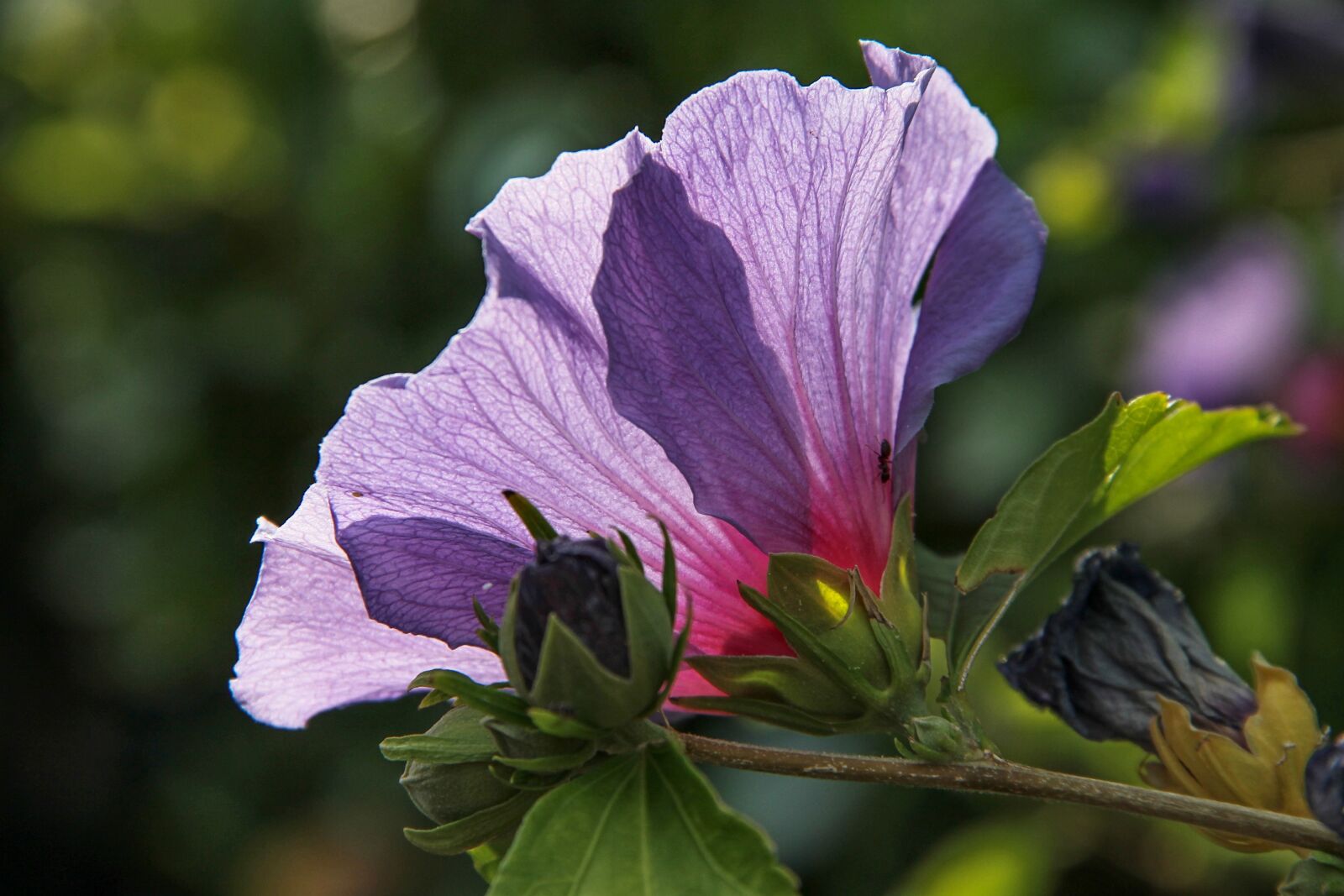 Canon EOS 1100D (EOS Rebel T3 / EOS Kiss X50) sample photo. Hibiscus, hibiscus syriacus, hibiscus photography