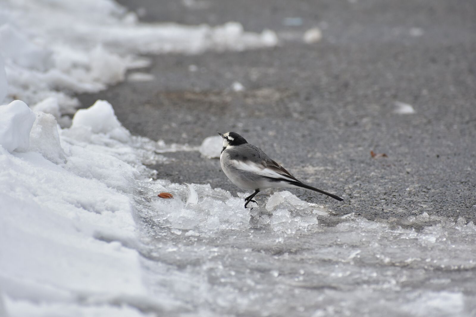 Nikon D7200 sample photo. Animal, bird, wild birds photography