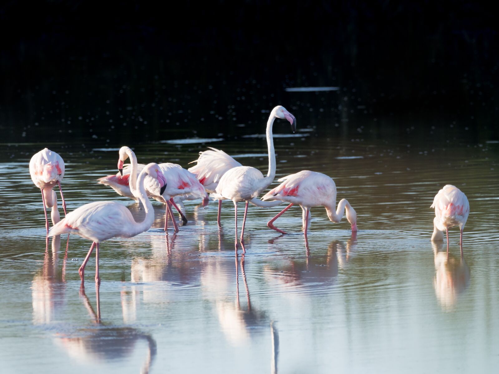 M.300mm F4.0 + MC-14 sample photo. Greater flamingos, flamingo, birds photography