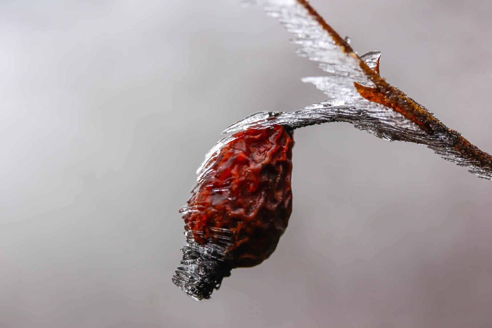 Canon EOS 1100D (EOS Rebel T3 / EOS Kiss X50) sample photo. Winter, nature, macro, frost photography