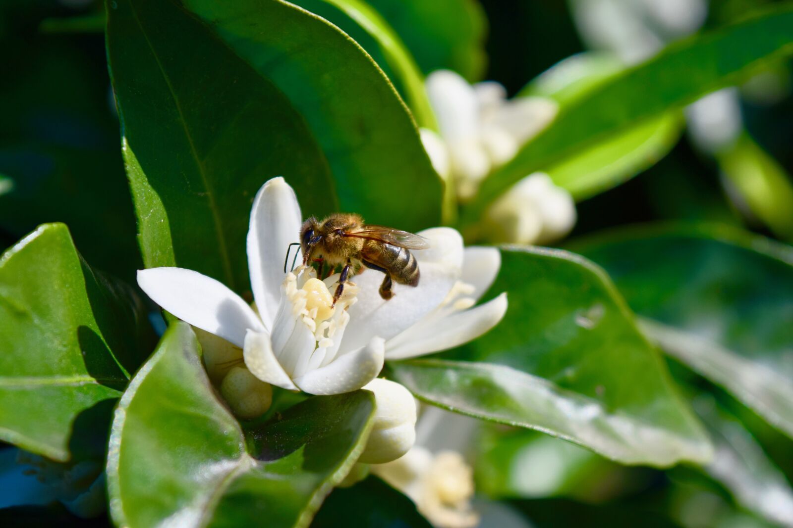 Nikon D5300 sample photo. Bee, flower, orange tree photography