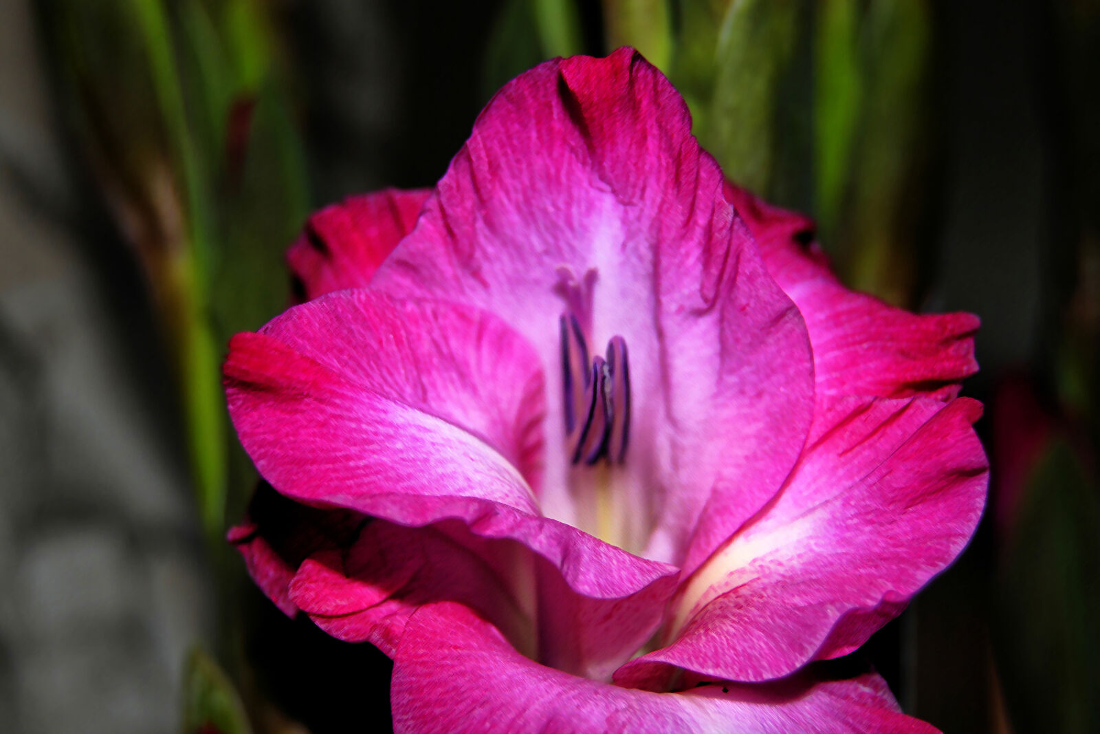 Nikon D3000 sample photo. Close, up, of, pink photography
