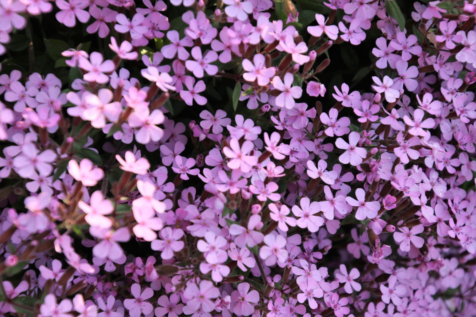 Canon EOS 7D Mark II sample photo. Flower, field, flowers, garden photography