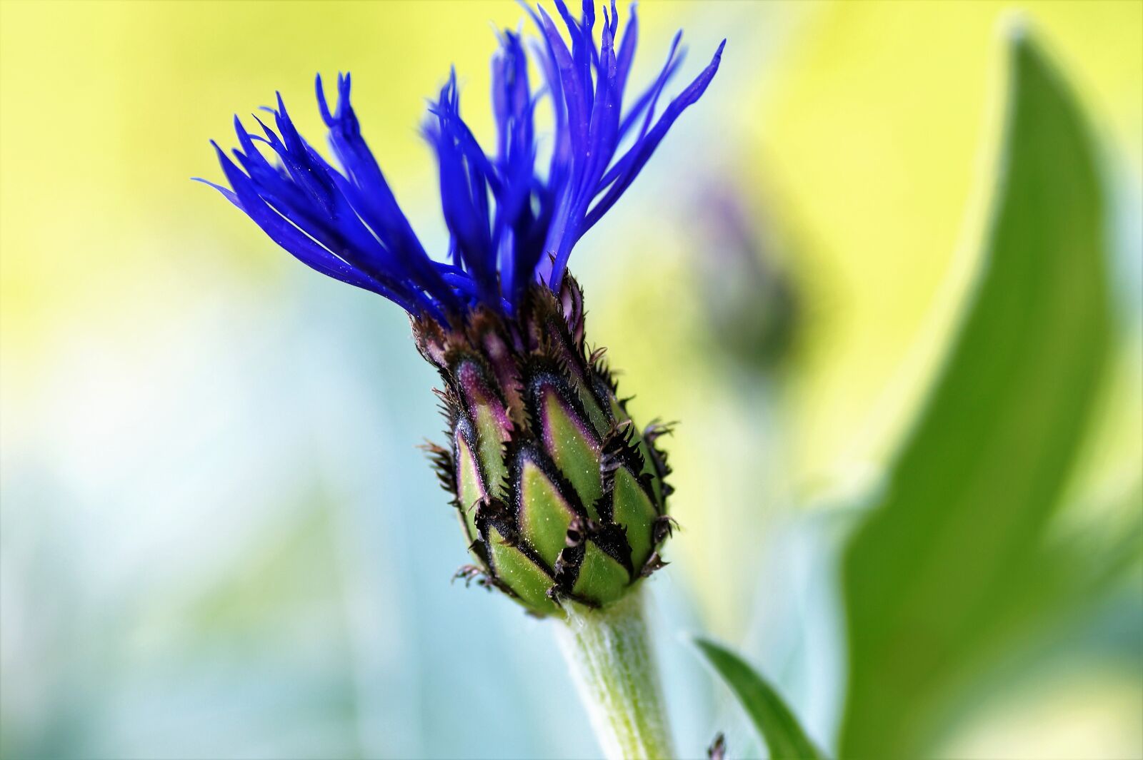 Sony SLT-A58 sample photo. Bud, cornflower, garden photography