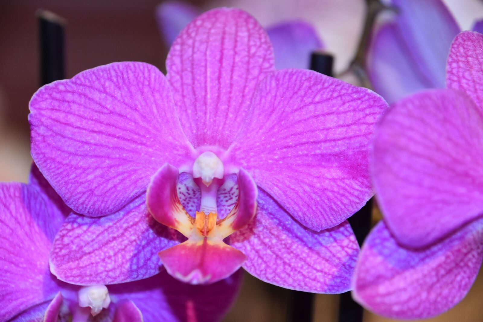 Nikon D5600 sample photo. Flower, nature, plant photography