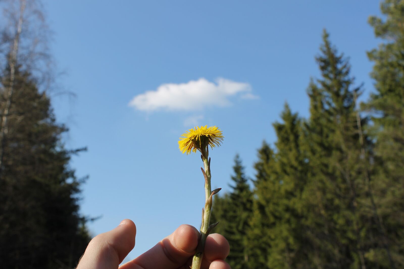 Canon EOS 1100D (EOS Rebel T3 / EOS Kiss X50) sample photo. Flower, cloud, himmel photography
