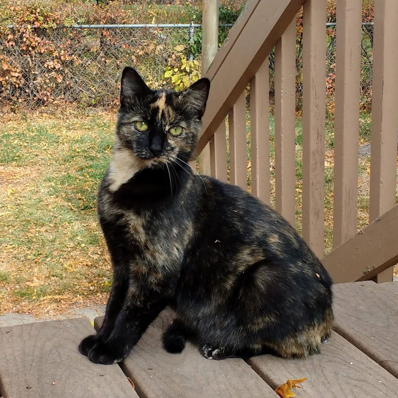 Motorola MotoG3 sample photo. Tortie cat, pet photography