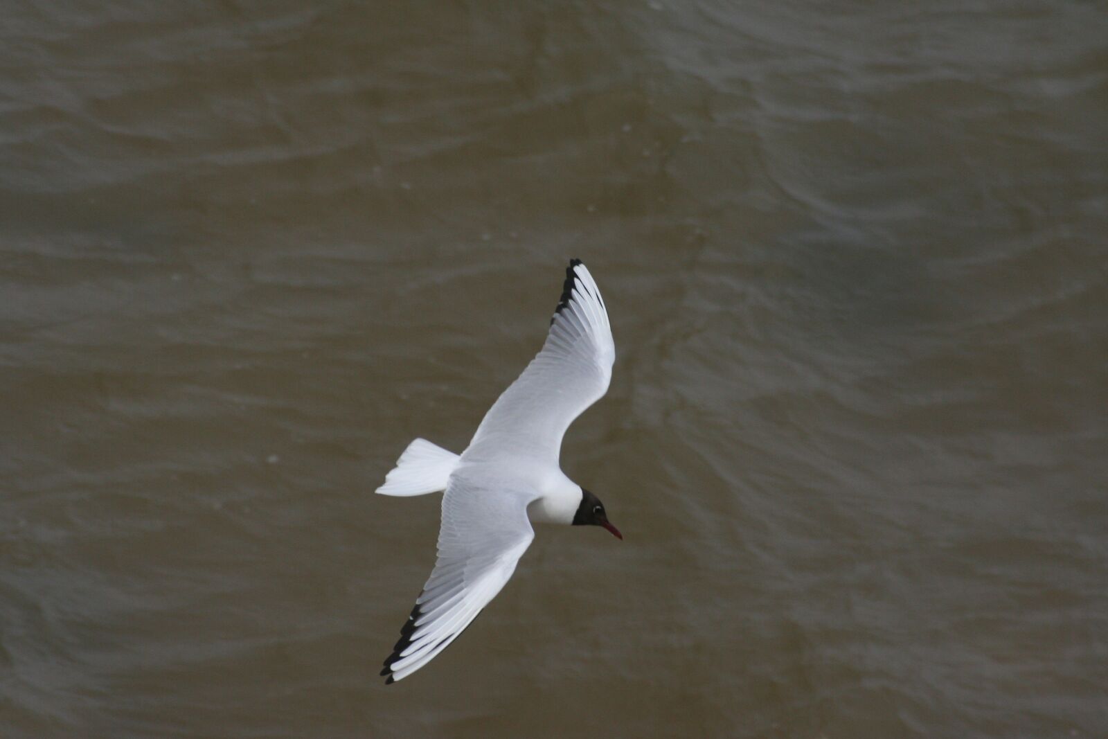 Canon EOS 350D (EOS Digital Rebel XT / EOS Kiss Digital N) sample photo. Seagull, gull, bird photography