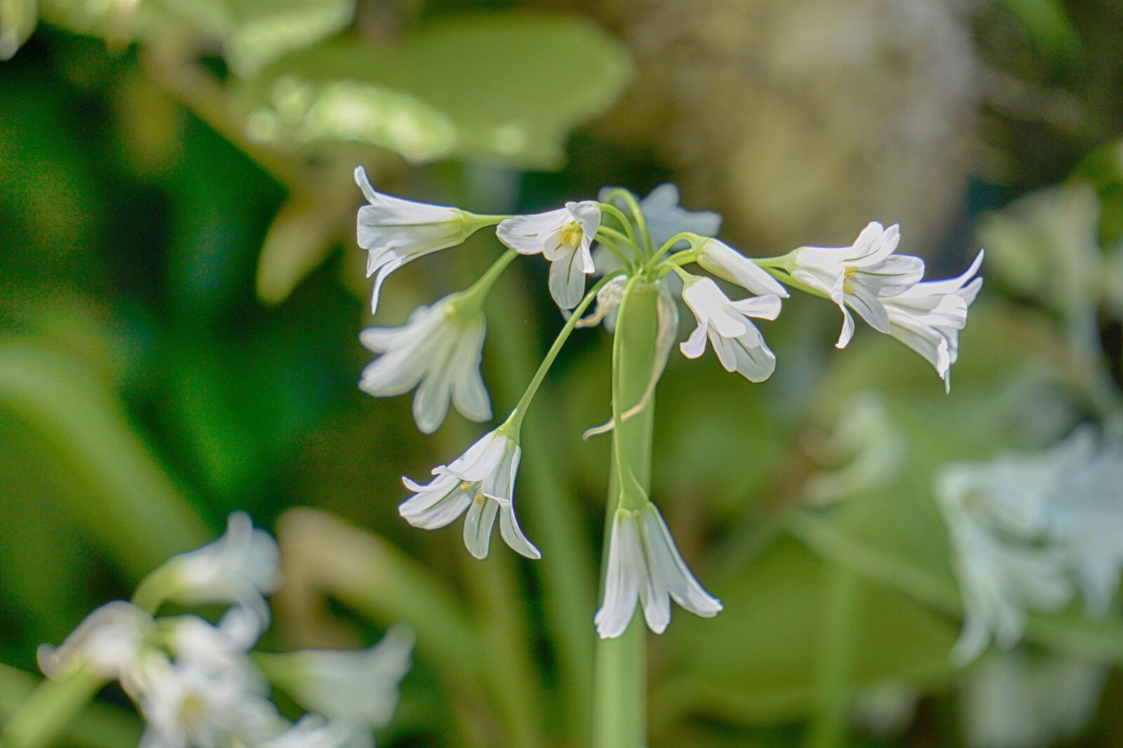 Sony E 55-210mm F4.5-6.3 OSS sample photo. Flowers, bells, summer photography