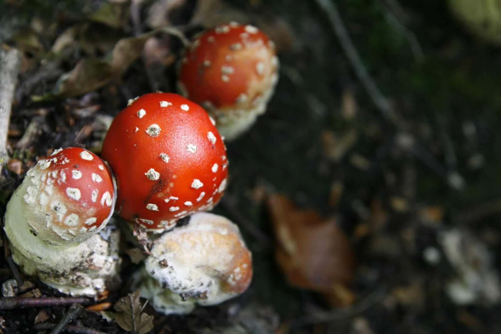 Canon EOS 400D (EOS Digital Rebel XTi / EOS Kiss Digital X) sample photo. Mushroom, nature, fungus photography