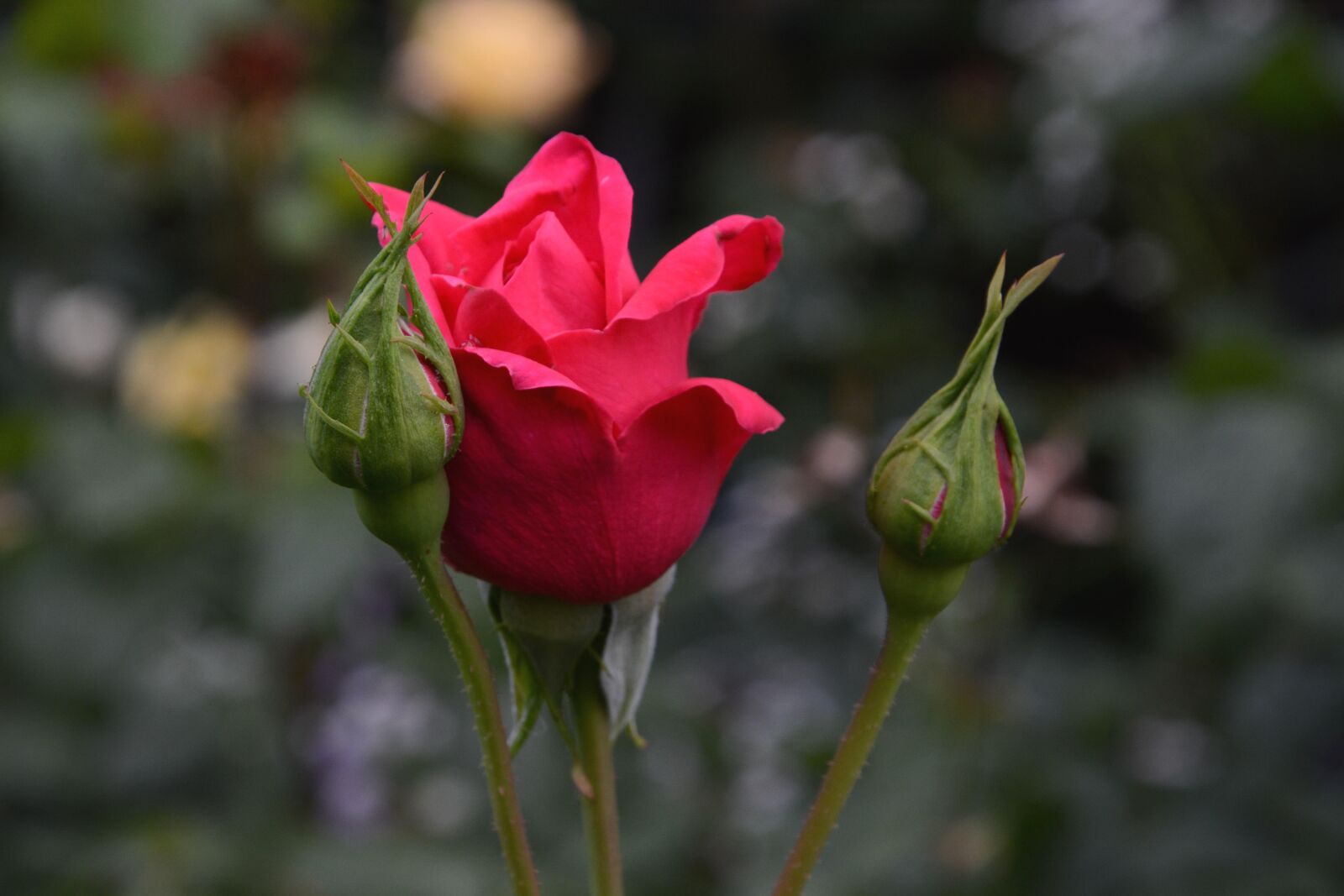 Nikon D7100 sample photo. Rose, blossom, bloom photography