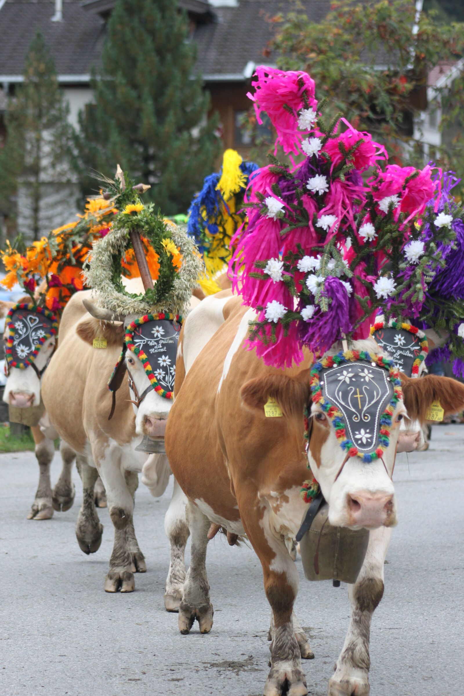 Canon EOS 500D (EOS Rebel T1i / EOS Kiss X3) sample photo. Animal, almabtrieb, cow photography